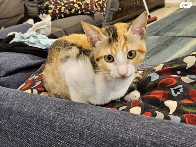 תמונת מודעה - חיות מחמד