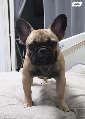 תמונת מודעה - חיות מחמד