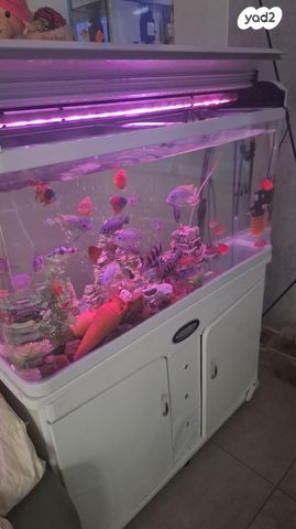 תמונת מודעה - חיות מחמד