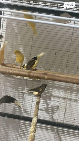 תמונת מודעה - חיות מחמד