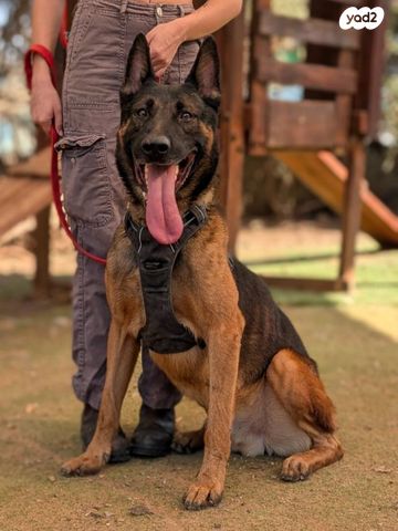 תמונת מודעה - חיות מחמד