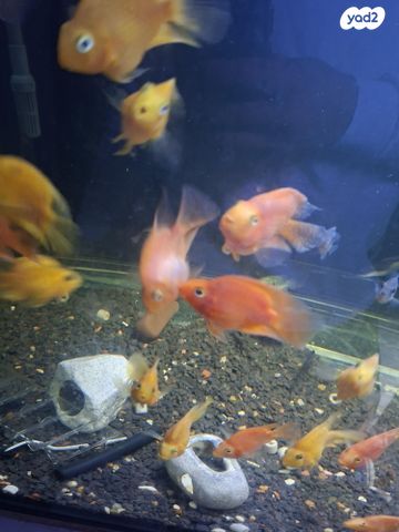 תמונת מודעה - חיות מחמד