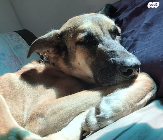 תמונת מודעה - חיות מחמד