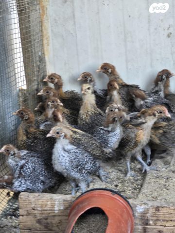 תמונת מודעה - חיות מחמד