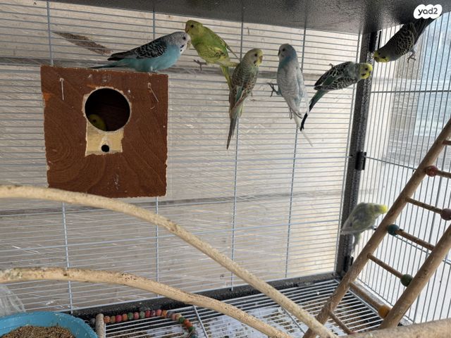 תמונת מודעה - חיות מחמד