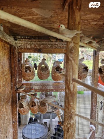 תמונת מודעה - חיות מחמד