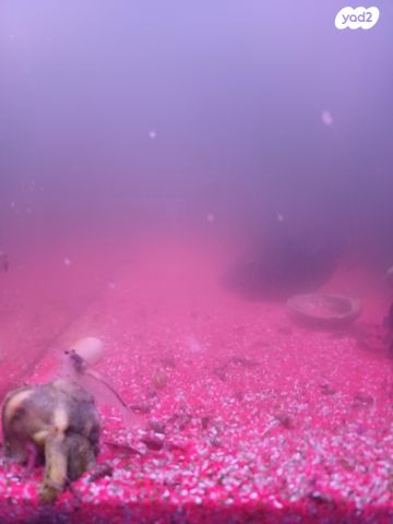 תמונת מודעה - חיות מחמד