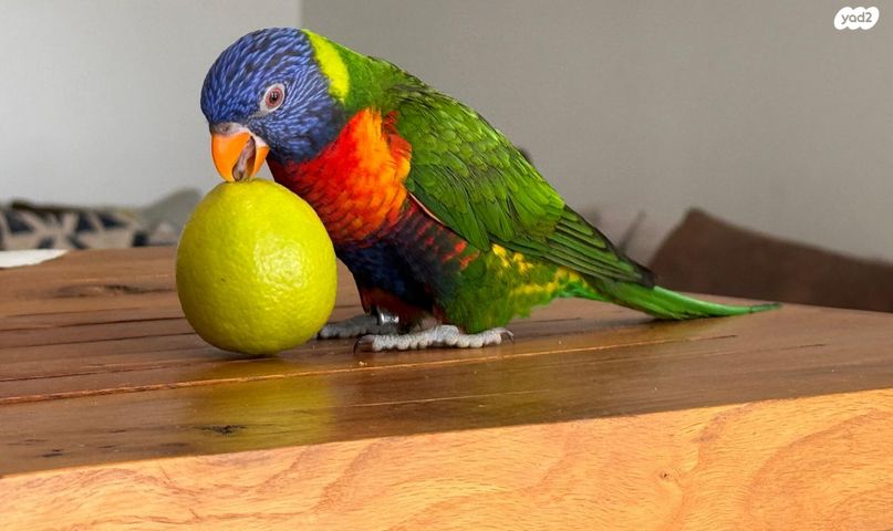 תמונת מודעה - חיות מחמד