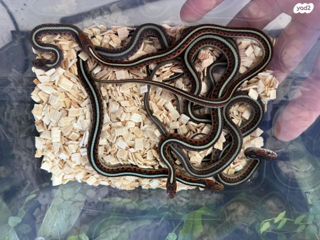 תמונת מודעה - חיות מחמד