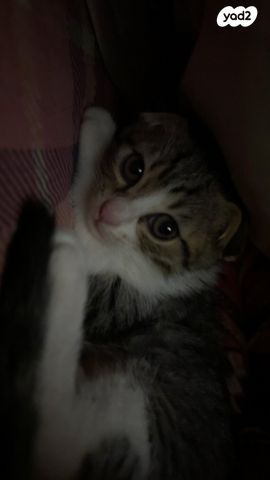 תמונת מודעה - חיות מחמד