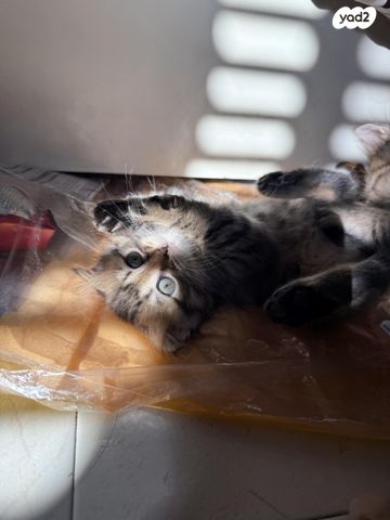 תמונת מודעה - חיות מחמד