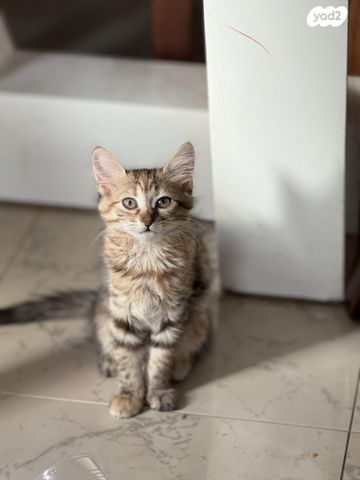 תמונת מודעה - חיות מחמד