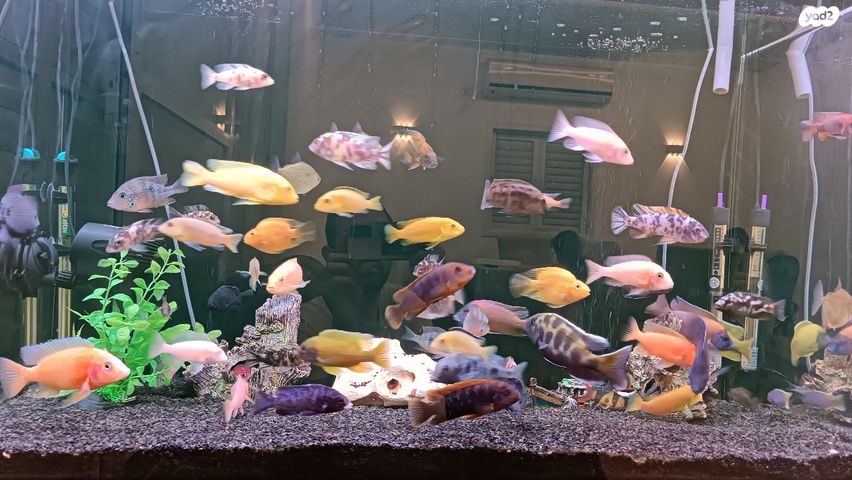 דג ציקלידים