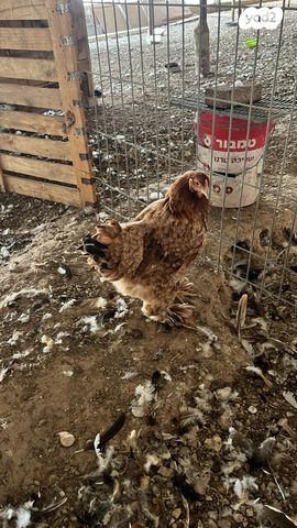 חיית משק ברהמה