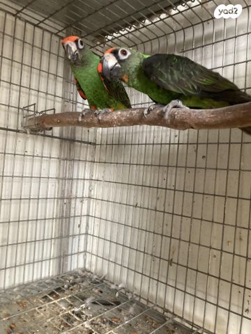 תוכי ג'רדין