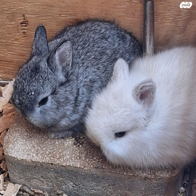 מכרסם ארנב ננסי