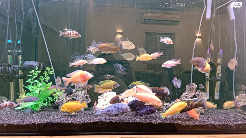 דג ציקלידים