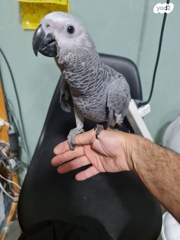 תוכי פיונוס