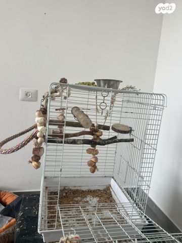 תוכי קוקוטייל