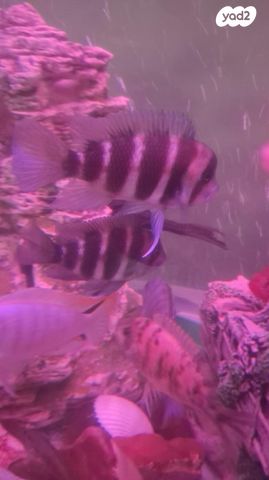 דג ציקלידים