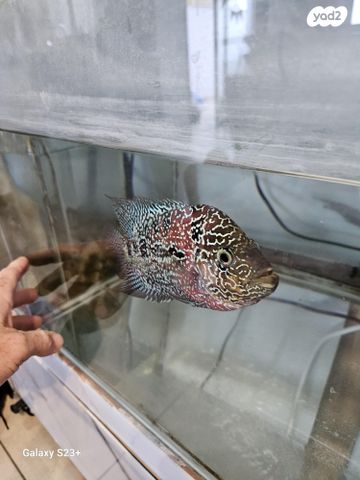 דג ציקלידים