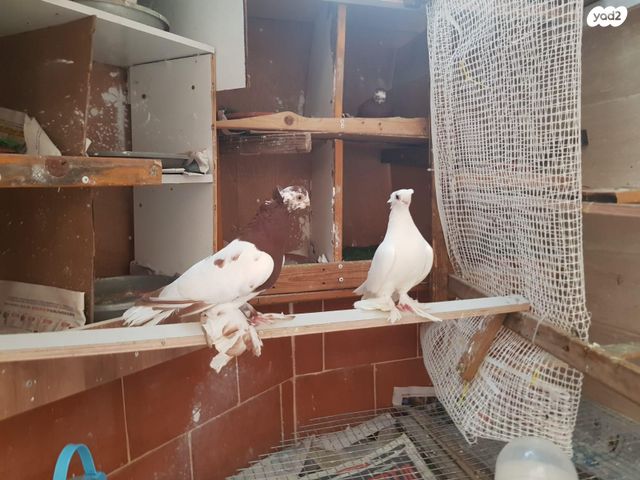 תמונת מודעה - חיות מחמד