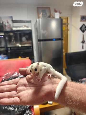 מכרסם סנאי מעופף \ שוגר