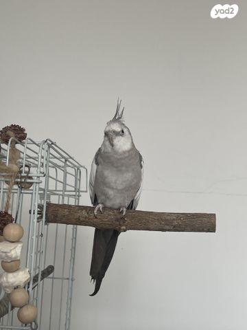 תוכי קוקוטייל