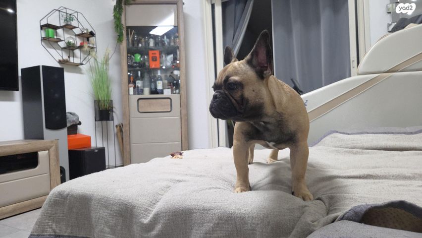 כלב בולדוג צרפתי