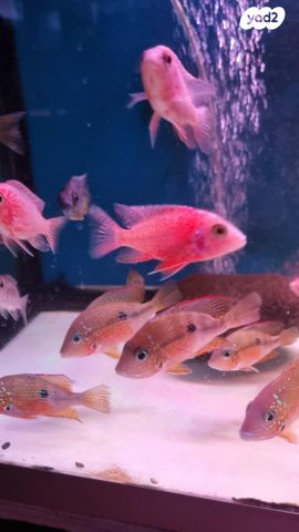 דג ציקלידים