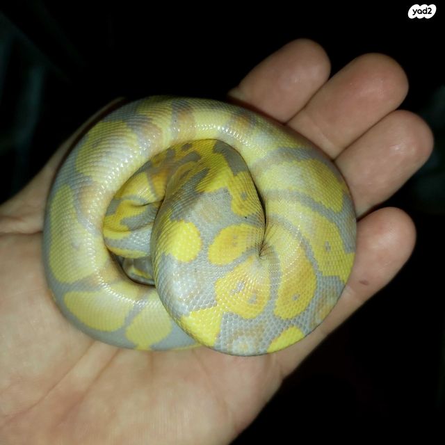 זוחל פיתון מתכדר