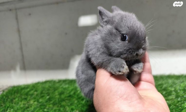 מכרסם ארנב ננסי