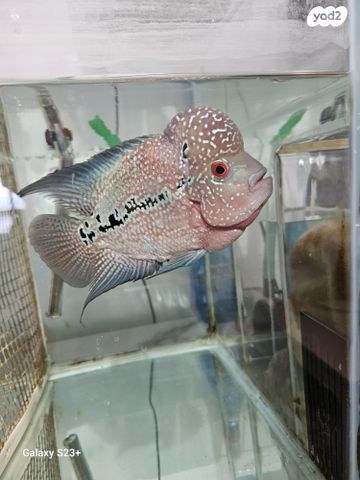 דג ציקלידים