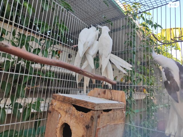 תוכי קוקוטייל