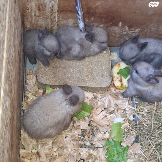 מכרסם ארנב ננסי