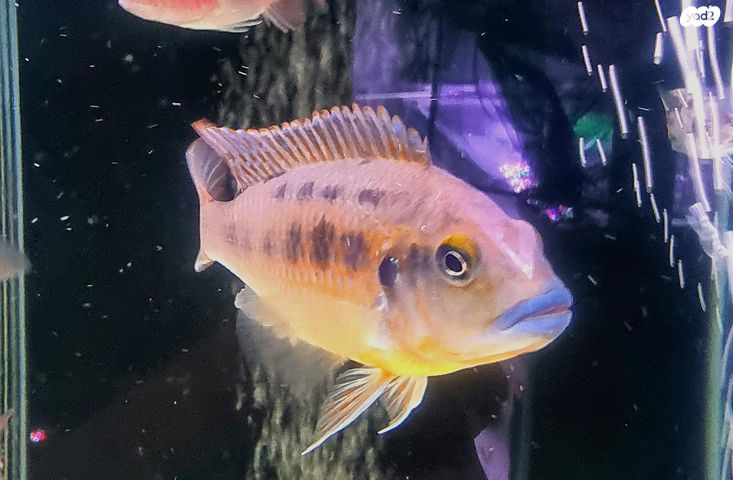 דג ציקלידים