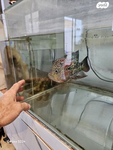 דג ציקלידים