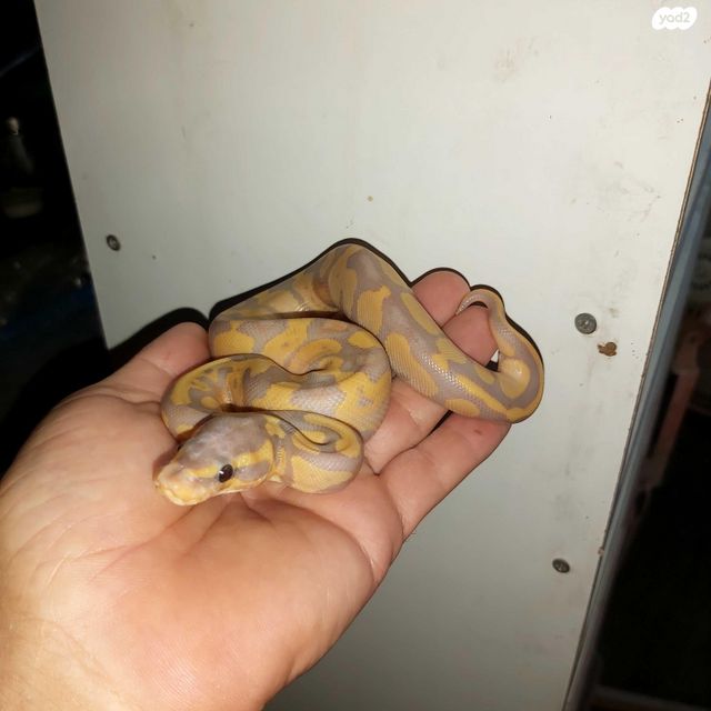 זוחל פיתון מתכדר