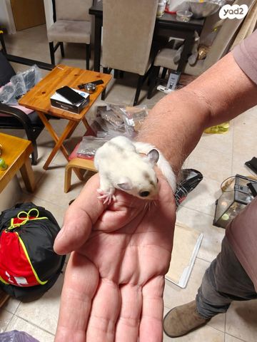 מכרסם סנאי מעופף \ שוגר