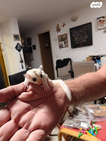 מכרסם סנאי מעופף \ שוגר