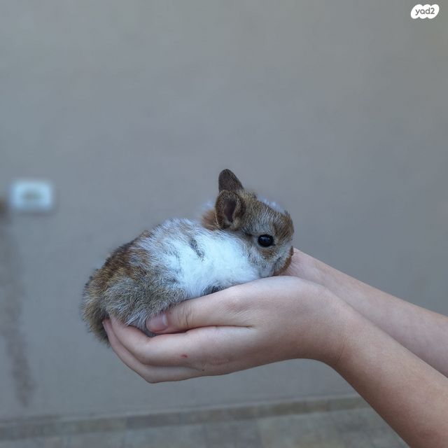 מכרסם ארנב ננסי