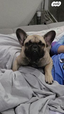 כלב בולדוג צרפתי