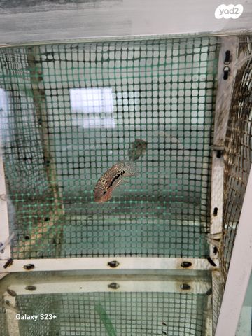 דג ציקלידים