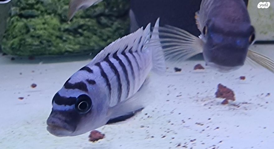 דג ציקלידים