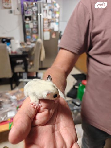 מכרסם סנאי מעופף \ שוגר