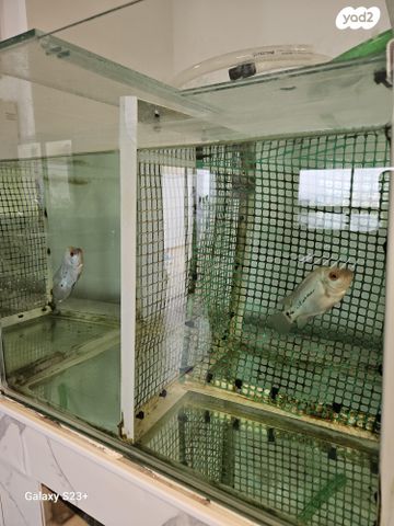 דג ציקלידים