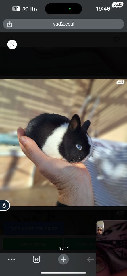 מכרסם ארנב ננסי