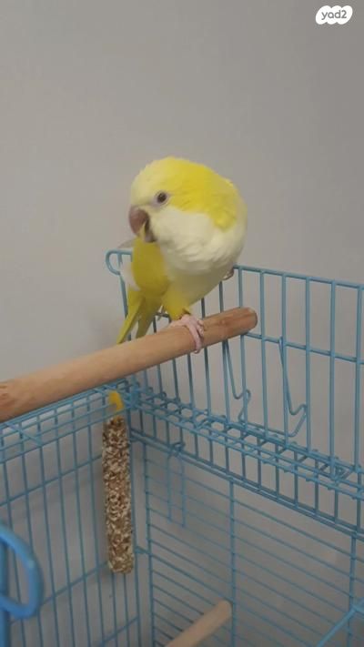 תוכי ג'רדין