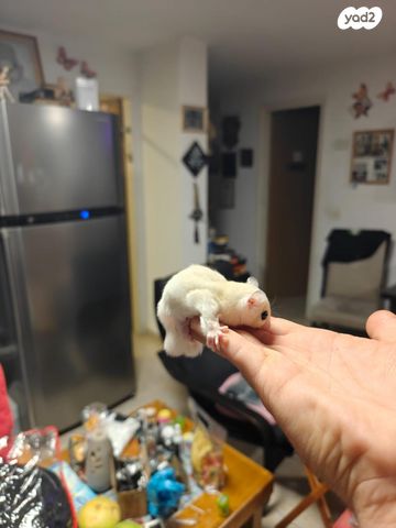 מכרסם סנאי מעופף \ שוגר