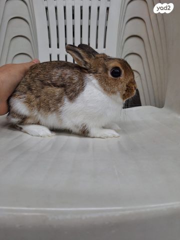 מכרסם ארנב ננסי